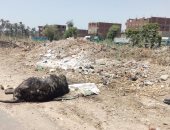بالصور.. قارئ يشكو انتشار القمامة بـ "السلامون" فى سوهاج 