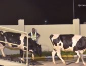 بالفيديو.. قطر تستورد الأبقار من أوروبا بالطائرات لمواجهة نقص الحليب