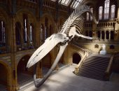 بالصور.. متحف التاريخ الطبيعى فى لندن يعرض أول هيكل عظمى للحوت الأزرق العملاق