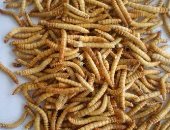 تحذيرات من غزو الدود العملاق للأراضى الفرنسية والإضرار بالبيئة