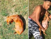 بالصور.."فوتوسيشن" للاحتفال بـ كلبة حامل فى أمريكا "الدنيا حظوظ"