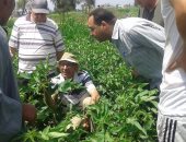 بالصور .. جولة ميدانية للإرشاد الزراعي بالبحيرة علي زراعات القطن