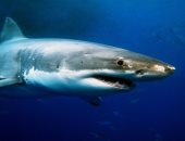 "محميات البحر الأحمر" تشكل لجنة للتحقيق حول ادعاء ظهور "القرش" برأس غارب 