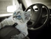 لو هتاخدها معاك المصيف.. 8 خطوات لتدريب القطط على ركوب السيارة