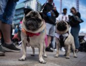 بالصور.. انطلاق مهرجان أفضل أزياء كلاب الباك فى مانشستر الكبرى ببريطانيا