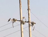 سكان قرية الكلايبة فى الأقصر يشكون تباطؤ توصيل كابلات الكهرباء لمنازلهم