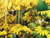 فوائد الموز للقلب والسكر والوزن الزائد
