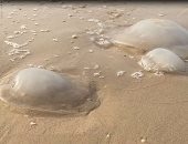 عميد معهد البحوث البيئية: قنديل البحر يحمل فى سمه علاجا للزهايمر والشيخوخة