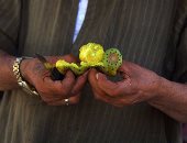 العاملون بحصاد التين الشوكي في القليوبية: موسم الفرحة بالنسبة لنا في كل عام