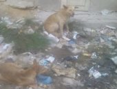 قارئ يشكو انتشار الكلاب الضالة فى منطقة الفرز بالسويس