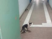 بالصور.. انتشار القطط بالمستشفى الجامعى فى شبين الكوم بالمنوفية