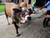 "الزراعة": انطلاق الحملة القومية الثانية لتحصين الماشية ضد الحمى القلاعية