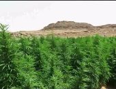 ضبط نصف قيراط من مخدر البانجو داخل زراعات القمح بإحدى قرى سوهاج
