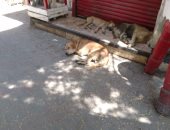بالصور.. الكلاب الضالة تهدد أهالى شارع السباعى بالدرب الأحمر