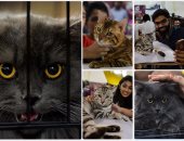 انطلاق مسابقة ملكة جمال القطط فى الهند