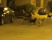 شكوى من انتشار الكلاب الضالة بشارع "نصوح" فى حلمية الزيتون