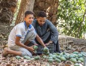 بالصور .."مانجة أسيوط" شجرة المحبة بين مصر والسعودية والأردن والعراق