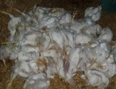 شكاوى من نفوق الدواجن فى الفيوم بسبب انقطاع الكهرباء