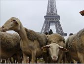 مزارعون فرنسيون يتظاهرون بـ3000 خروف للمطالبة بإجراءات ضد الذئاب
