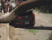 بالصور .. قارئ يرصد سقوط شجرة  ضخمة على سيارة بشارع التحرير