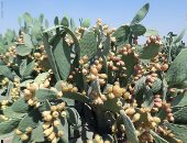 مدينة الأبحاث العلمية ببرج العرب تحصل على مشروع زراعة التين الشوكى بالرى الذكى