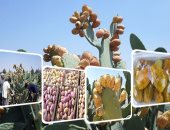 أصفر ودمه خفيف.. مزارع التين الشوكى تلون "صيف الإسماعيلية" 