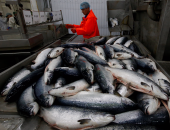 بالصور.. مراحل صيد وحفظ أسماك السالمون فى روسيا