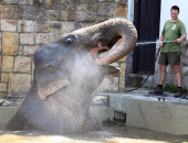 حفر خندق لإنقاذ فيل محاصر فى سريلانكا