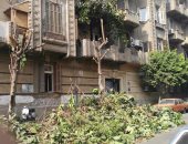 تعرف على عقوبة قطع الأشجار والنخيل وفقا لقانون الموارد المائية والرى