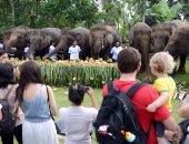 بالصور.. أندونيسيا تحتفل بـ"يوم الفيل العالمى"