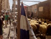 محافظة الاسكندرية تشن حملات لازالة شوادر خراف الأضاحى المخالفة 