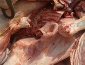 بالصور.. ضبط طن و200 كيلو من اللحوم غير الصالحة للاستخدام الآدمى بكفر الشيخ