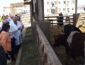  نائب وزير الزراعة: "بورسعيد" تنفذ الشكل الصحى المنشود للثروة الحيوانية