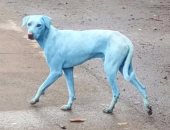 جارديان: إغلاق شركة تصنيع هندية حولت مخلفاتها كلاب إلى اللون الأزرق 