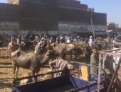 تعرف على أهم أسواق الماشية فى أسيوط لو عايز تشترى أضحية