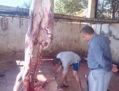  ذبح 400 رأس ماشية في اليوم الرابع لعيد الأضحى بكفر الشيخ 
