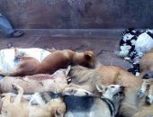 حملة للقضاء على الكلاب الضالة بشوارع منطقة الملاحة فى السويس