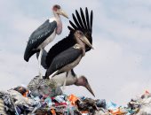السجن والغرامة لمخالفى حظر الأكياس البلاستيكية فى كينيا