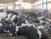 بالصور.. بيطرى بورسعيد: استيراد 457 رأس ماشية لطرحها بالمنافذ