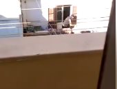 تداول فيديو لرجل يعذب كلباً بشكل وحشى فى العصافرة بالإسكندرية
