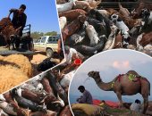 المسلمون فى أنحاء العالم يستعدون لذبح الأضاحى