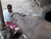 ذبح الأضاحى أمام المنازل بكفر الشيخ بتكلفة 800 جنيه للعجل و400 للخروف