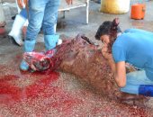 بالصور.. ذبح الأضاحى بشوارع السويس والمحافظ يستدعى رؤسا الأحياء لرفع المخلفات