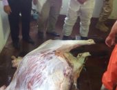 بالصور .. ذبح 10 عجول لتوزيعها على القرى الأكثر احتياجاً بالقليوبية