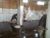 بالصور... ذبح 50 رأس ماشية في اليوم الثاني لعيد الأضحى بمجازر كفر الشيخ 