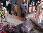 بالصور ..الأهالى يواصلون ذبح الأضاحى فى ثالث أيام عيد الأضحى بدمياط