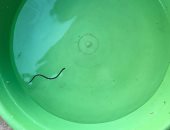 بالفيديو.. ثعبان صغير يخرج من صنبور مياه فى قرية تونس بالفيوم