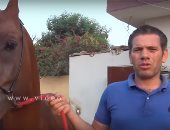 بالفيديو.. تعرف على عشاق الخيول العربية من نجوم الفن