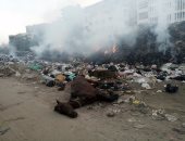 قارئ يشكو انتشار الحيوانات النافقة والمخلفات فى بشتيل بالجيزة