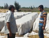 شئون البيئة بوسط الدلتا: تجميع 150 طن سماد وأعلاف غير تقليدية بكفر الشيخ